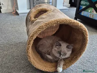 Ragdoll cats Beautiful mink ragdoll - Advert 2