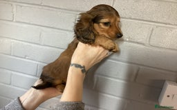 Miniature Dachshund dogs for sale: Miniature Longhaired Dachshund  - Image 2
