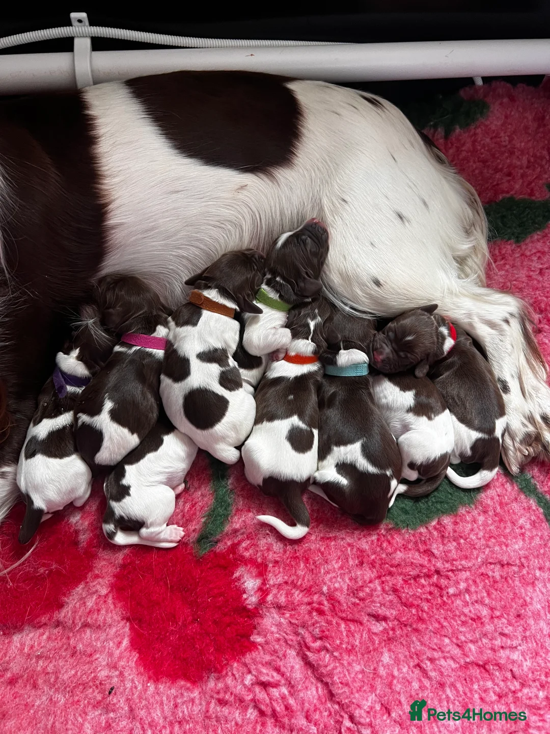 English Springer Spaniel dogs for stud: Fully health tested stud, Pippenmoor Red Flame - Advert 3