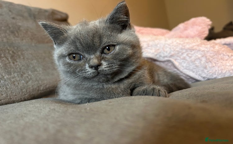 British Shorthair cats - Advert 3