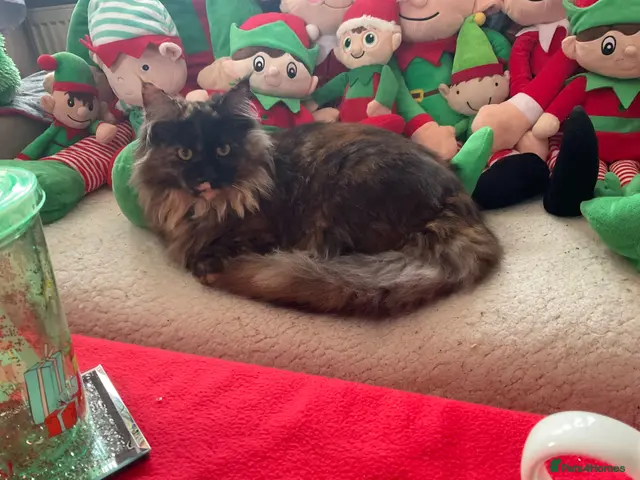 Maine Coon cats for sale: 🐾 Beautiful Maine Coon Tortie Female - Advert 19
