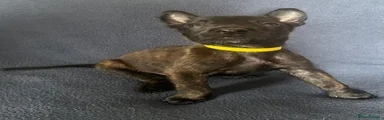 Belgian Shepherd Dog Puppy 10