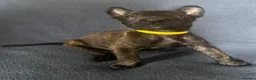 Belgian Shepherd Dog dogs for sale: BELGIAN SHEPHERD X DUTCH SHEPHERD - Advert 13