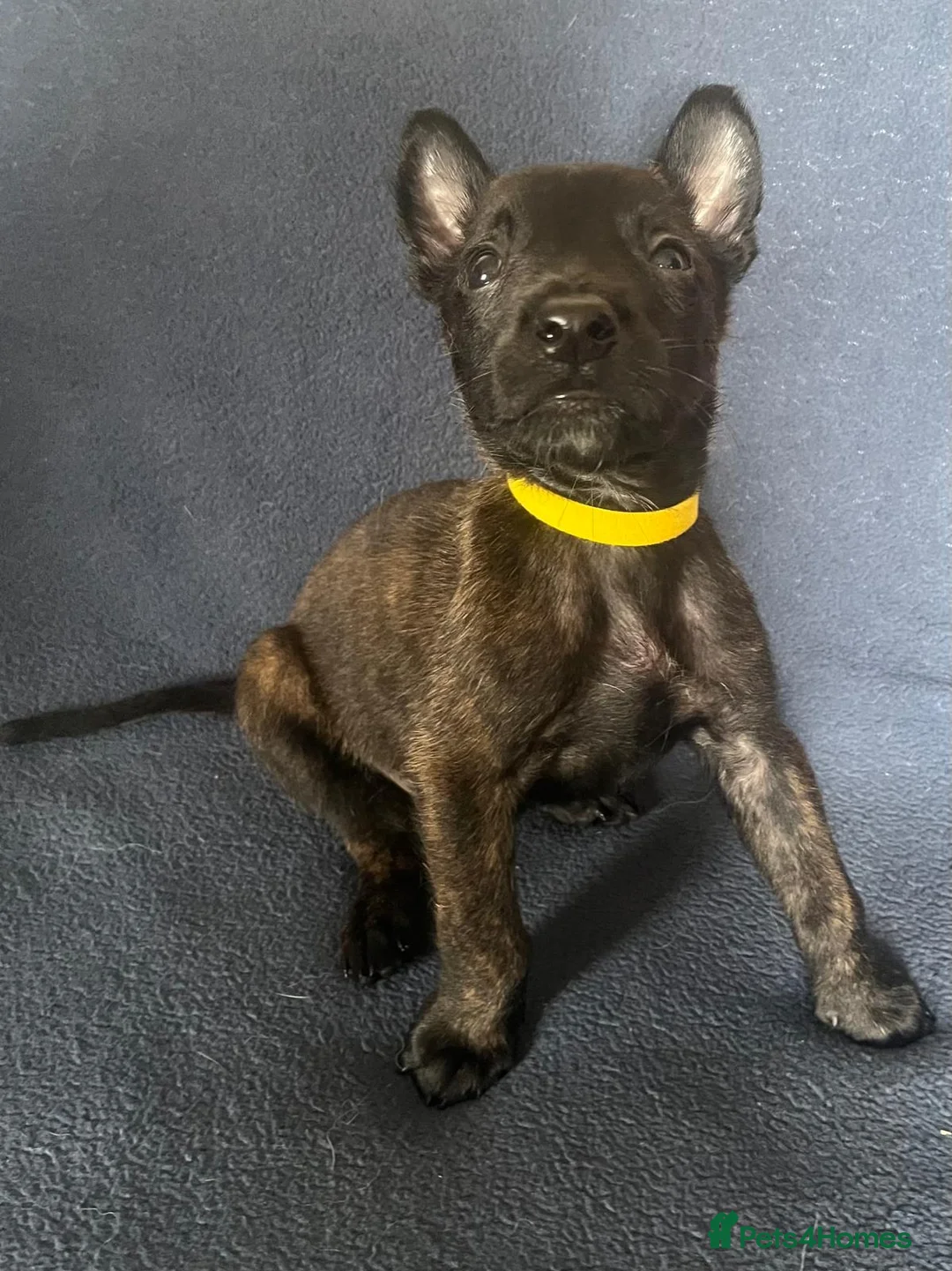 Belgian Shepherd Dog dogs for sale: BELGIAN SHEPHERD X DUTCH SHEPHERD - Advert 13