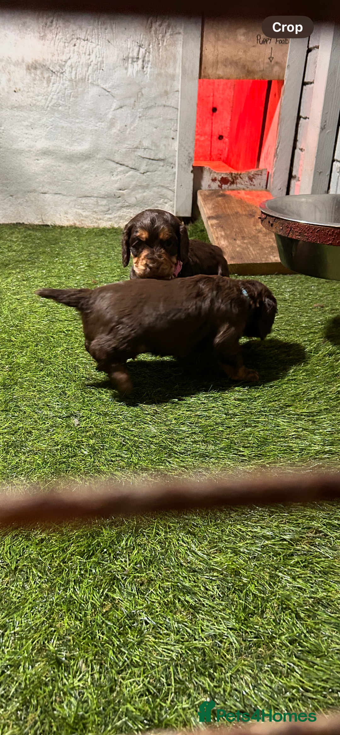 Cocker Spaniel dogs for sale: Choc and tan working cockers  - Advert 8