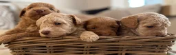 Cockapoo dogs for sale: ⭐⭐OUTSTANDING COCKAPOO PUPPIES⭐⭐ in Melton Mowbray - Advert 17