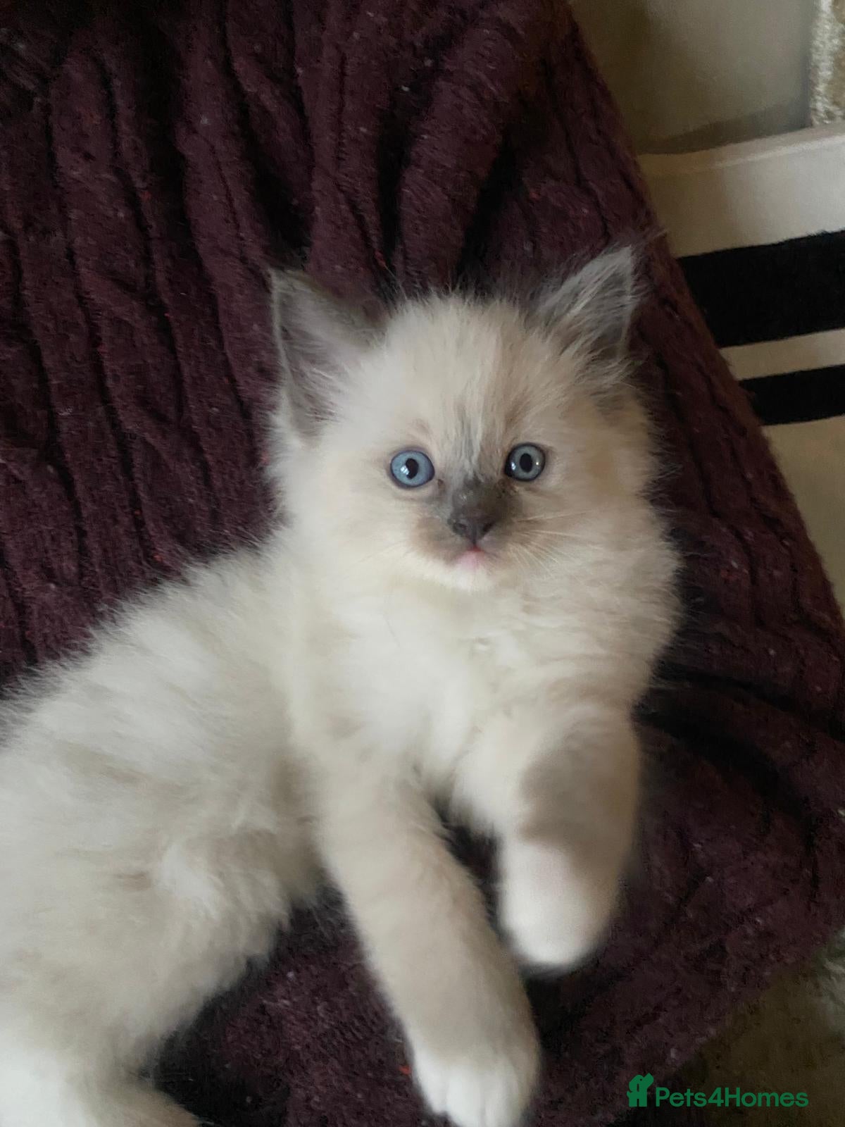 Ragdoll cats Purebreed Ragdoll kittens - Advert 2