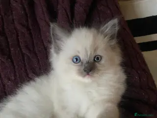 Ragdoll cats Purebreed Ragdoll kittens - Advert 2
