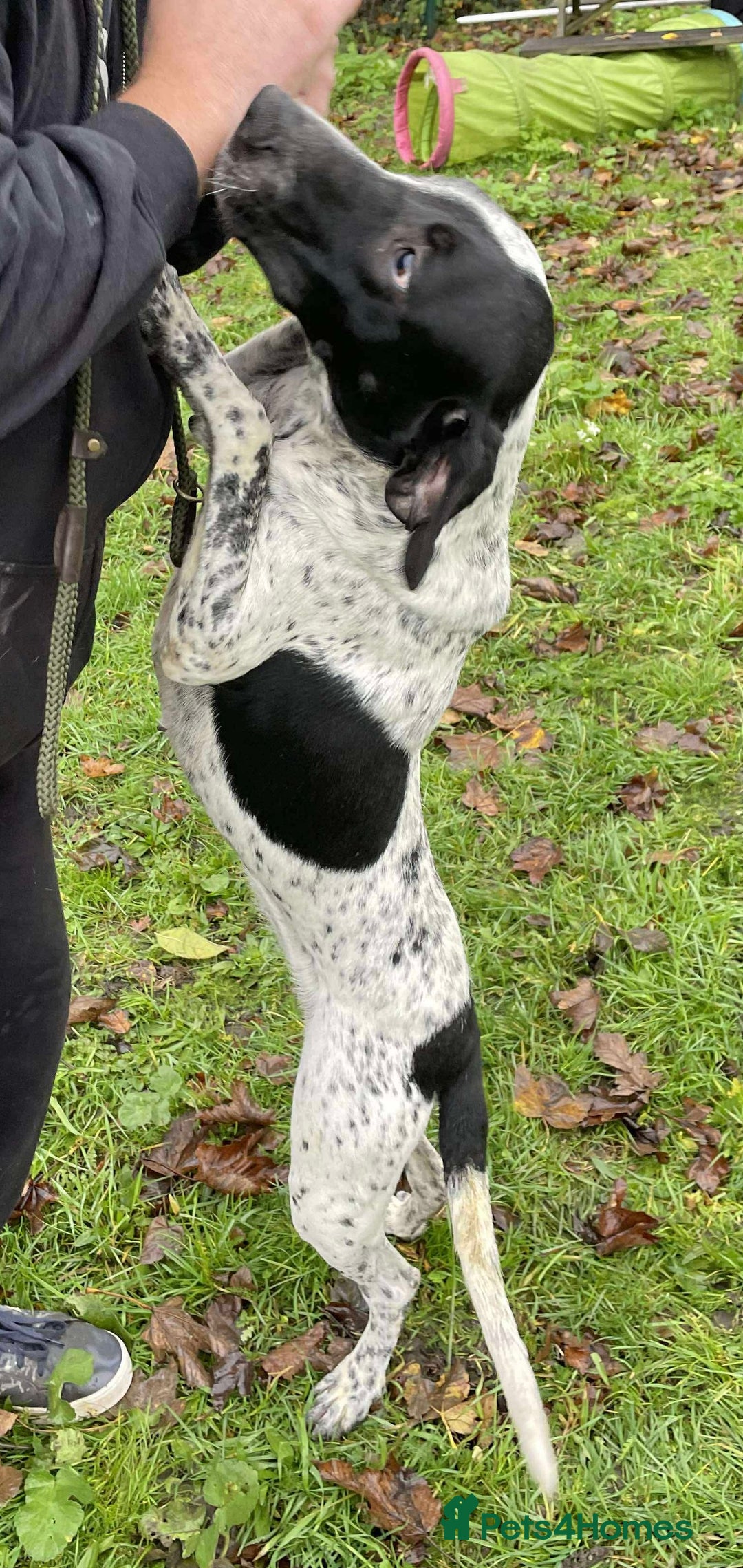 Mixed Breed dogs for adoption: Zara needs a loving home  - Advert 7