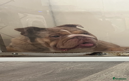 English Bulldog dogs for stud: Chocolate Merle beauty in Stafford - Image 1