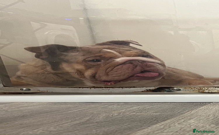 English Bulldog dogs in Stafford - Advert 1