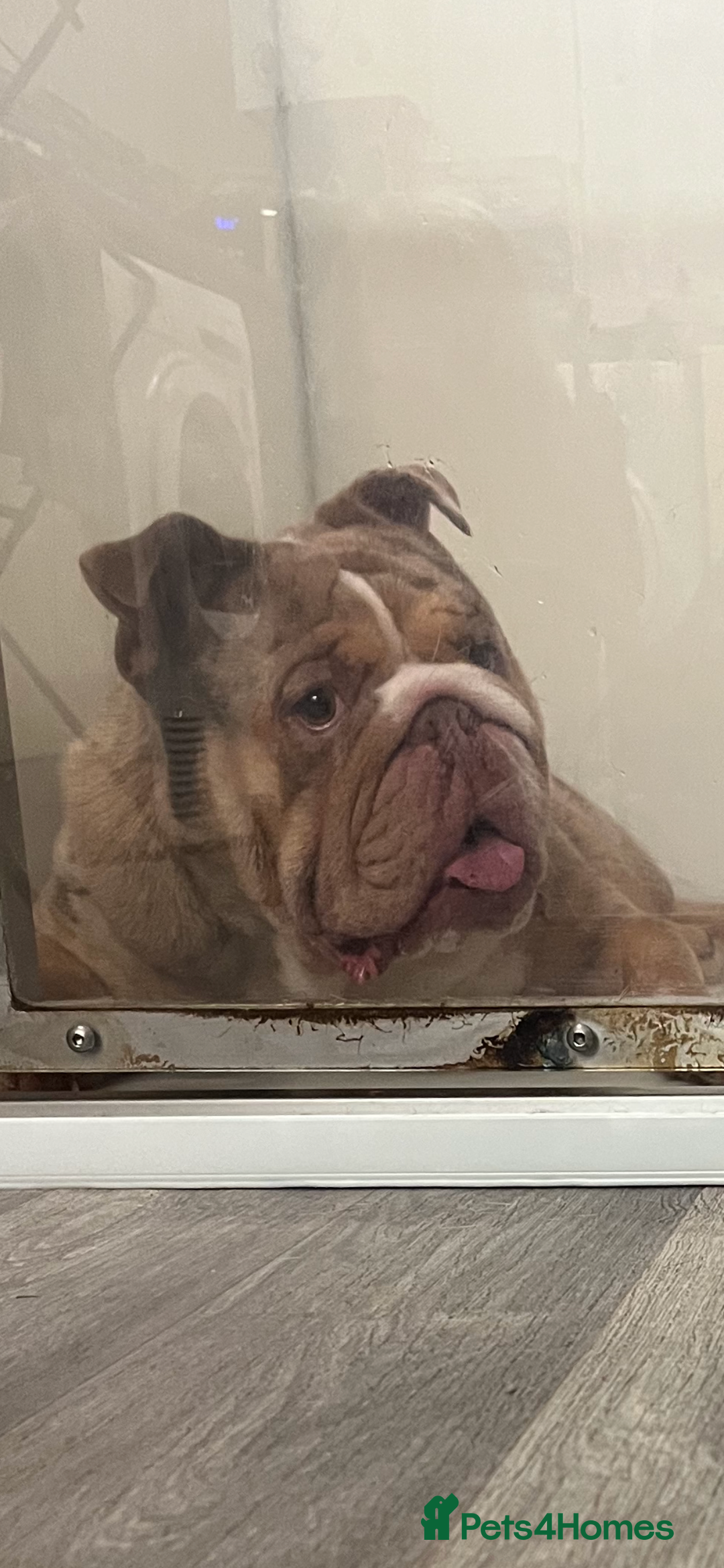 English Bulldog dogs for stud: Chocolate Merle beauty in Stafford - Image 1