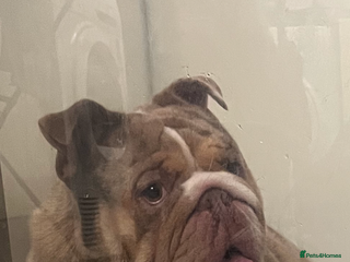 English Bulldog dogs in Stafford - Advert 12