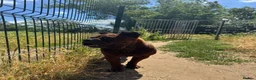 Shar Pei dogs for sale: only to 5 stars home - Advert 8