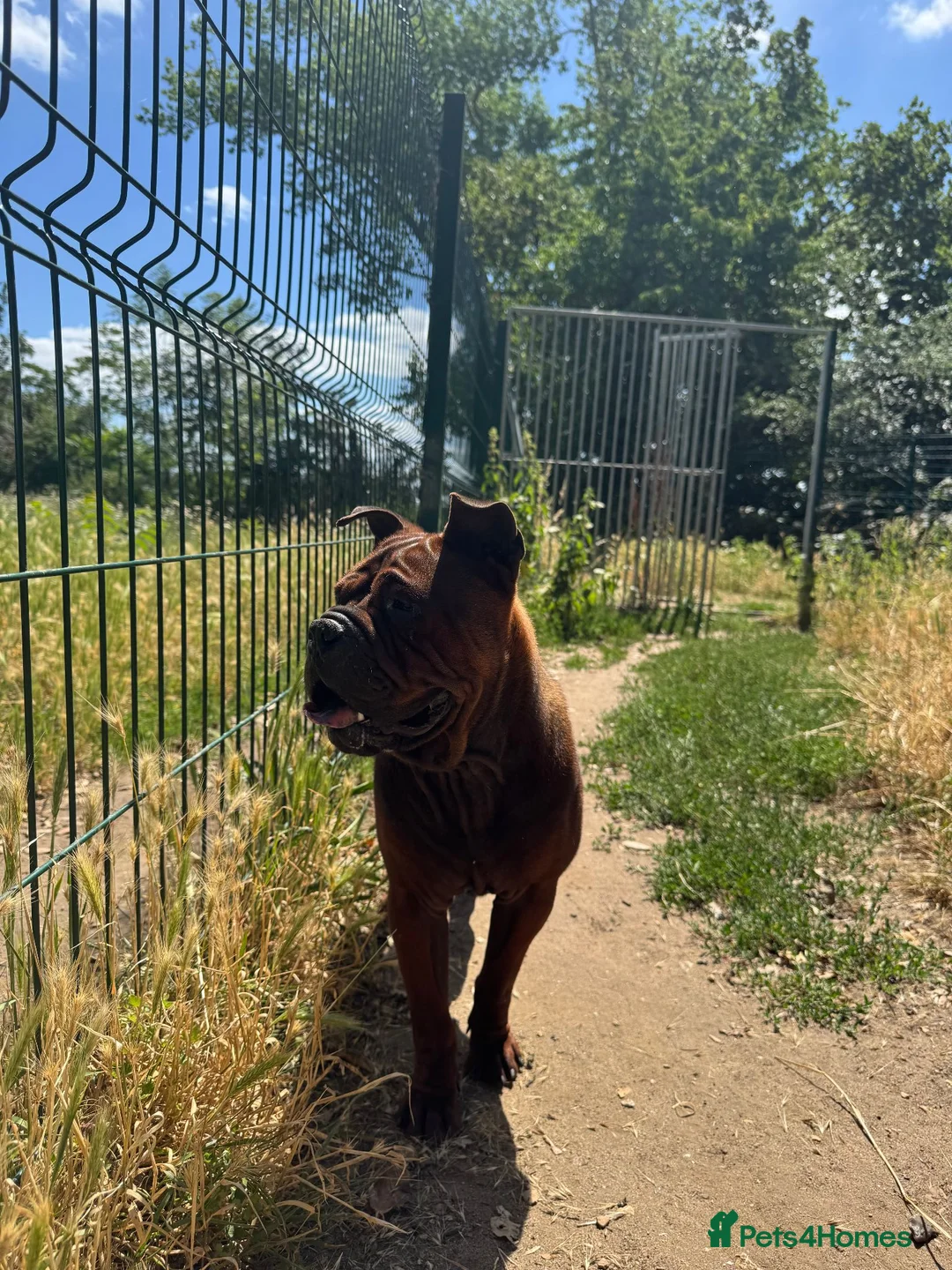 Shar Pei dogs for sale: only to 5 stars home for my Chongqinq - Advert 9