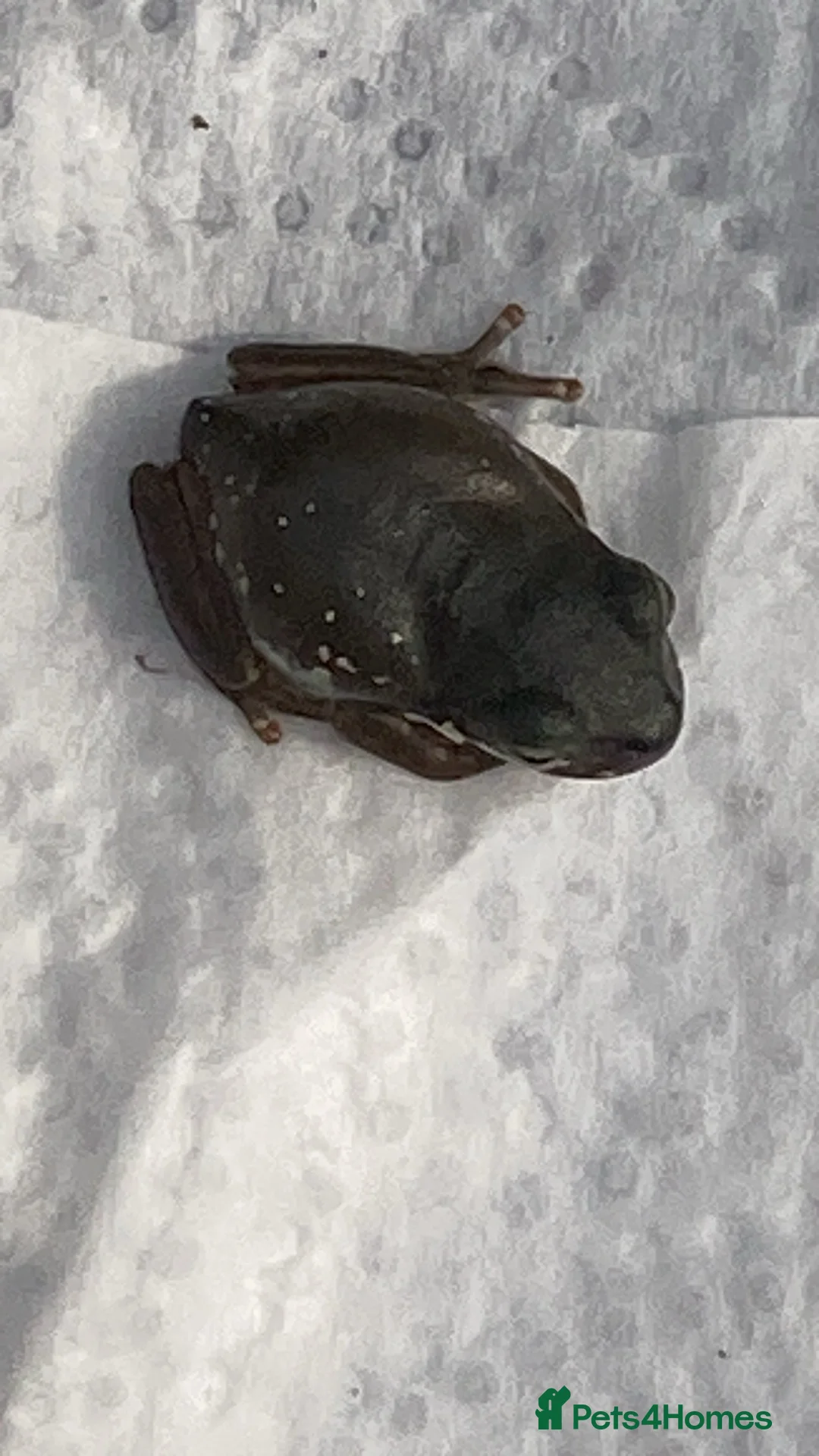 Frog reptiles for sale: Whites tree froglets  - Advert 8