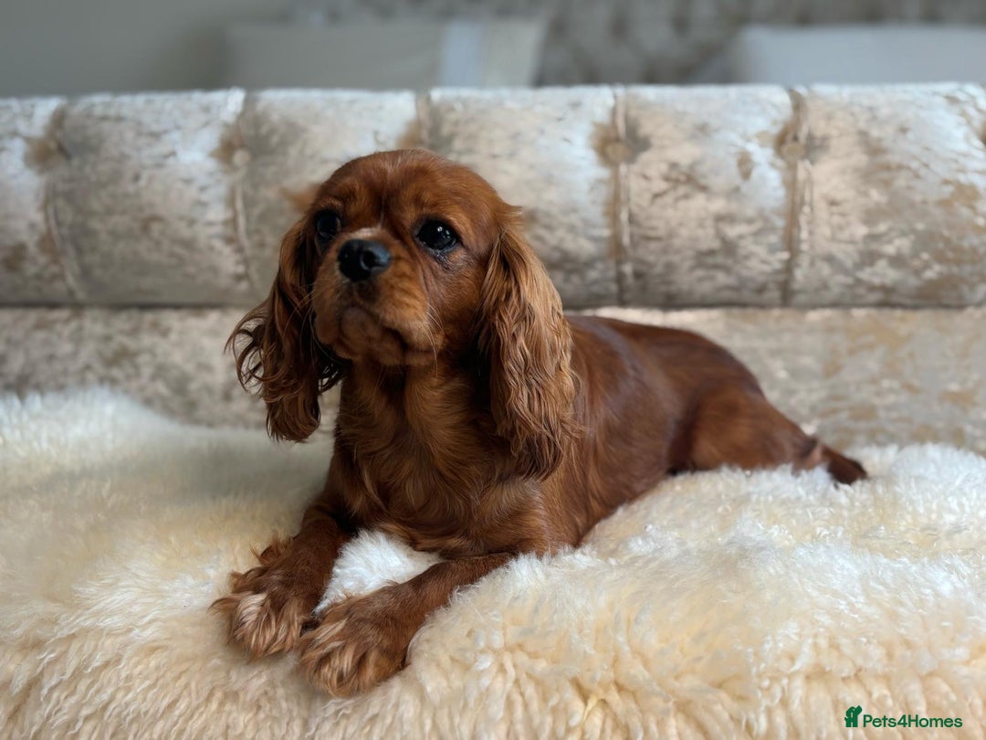 Cavapoo dogs for sale: Stunning f1 quality cavapoo puppies - Image 11