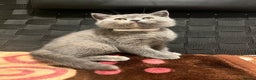 British Shorthair cats for sale: Stunning BSH furry babies all reserved  - Advert 3