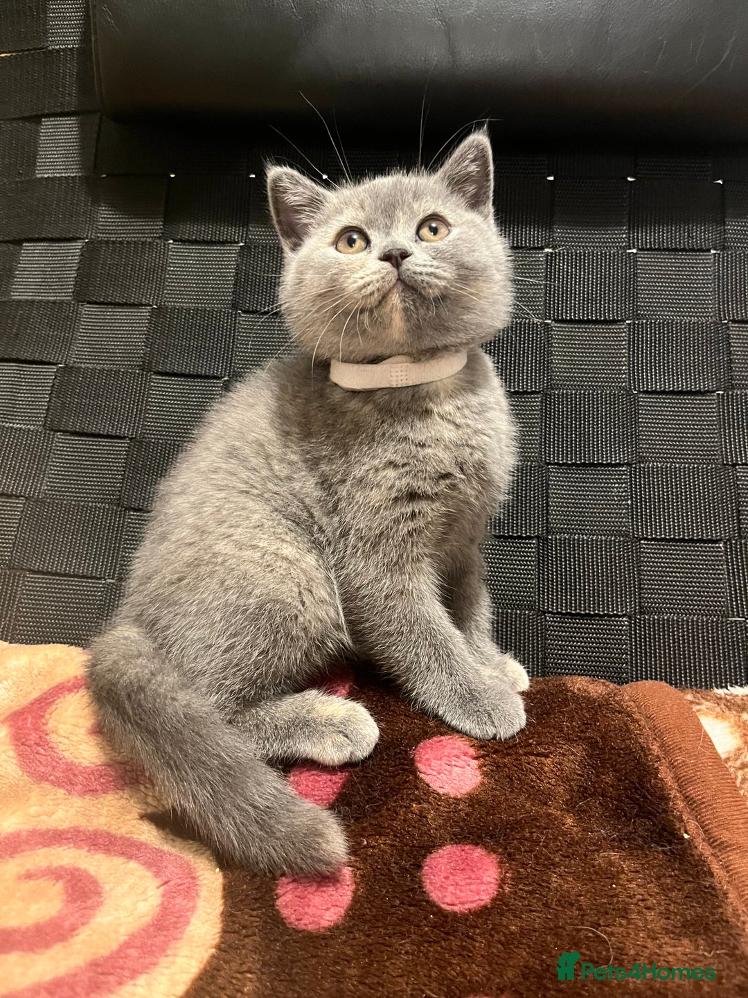 British Shorthair cats for sale: Stunning BSH furry babies all reserved  - Advert 3