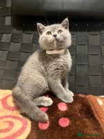 British Shorthair cats Stunning BSH furry babies one female available - Advert 5