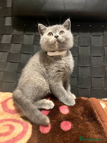 British Shorthair cats Stunning BSH furry babies one female available - Advert 5