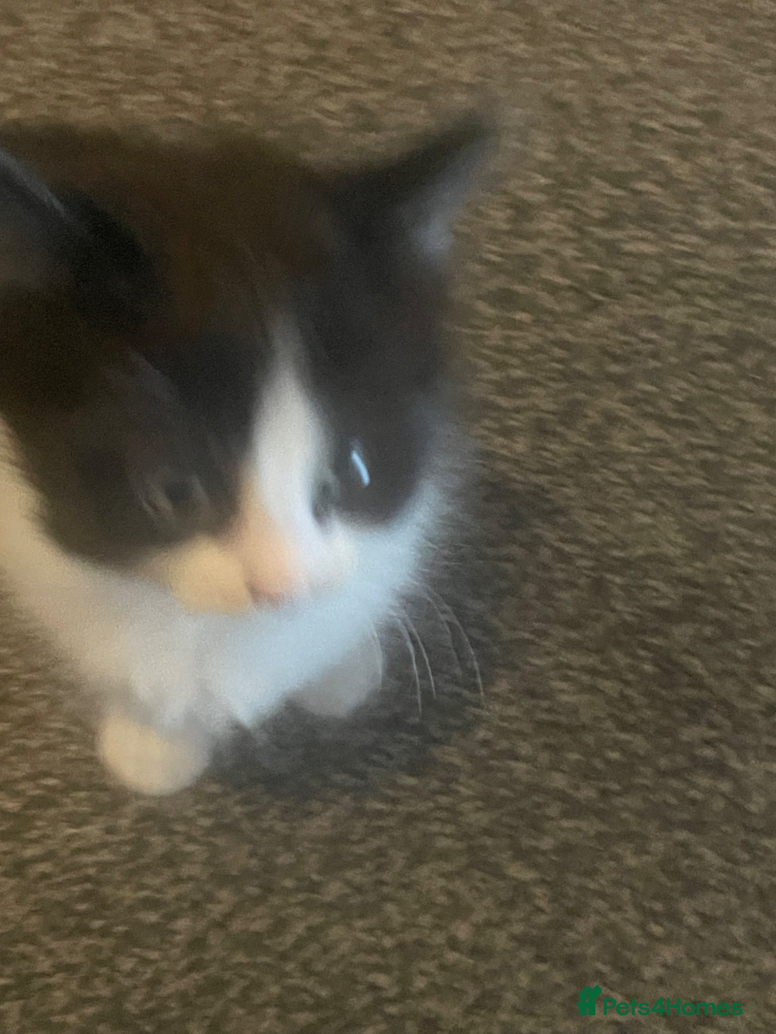 Turkish Van cats 5 male kittens ready  - Advert 4