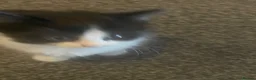 Turkish Van cats for sale: Only 1 male kitten left £100 - Advert 7