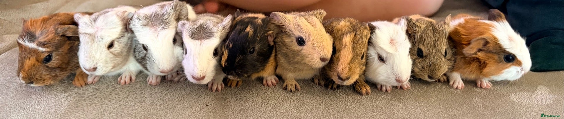 Guinea Pig rodents Beautiful baby guinea pigs  - Advert 12