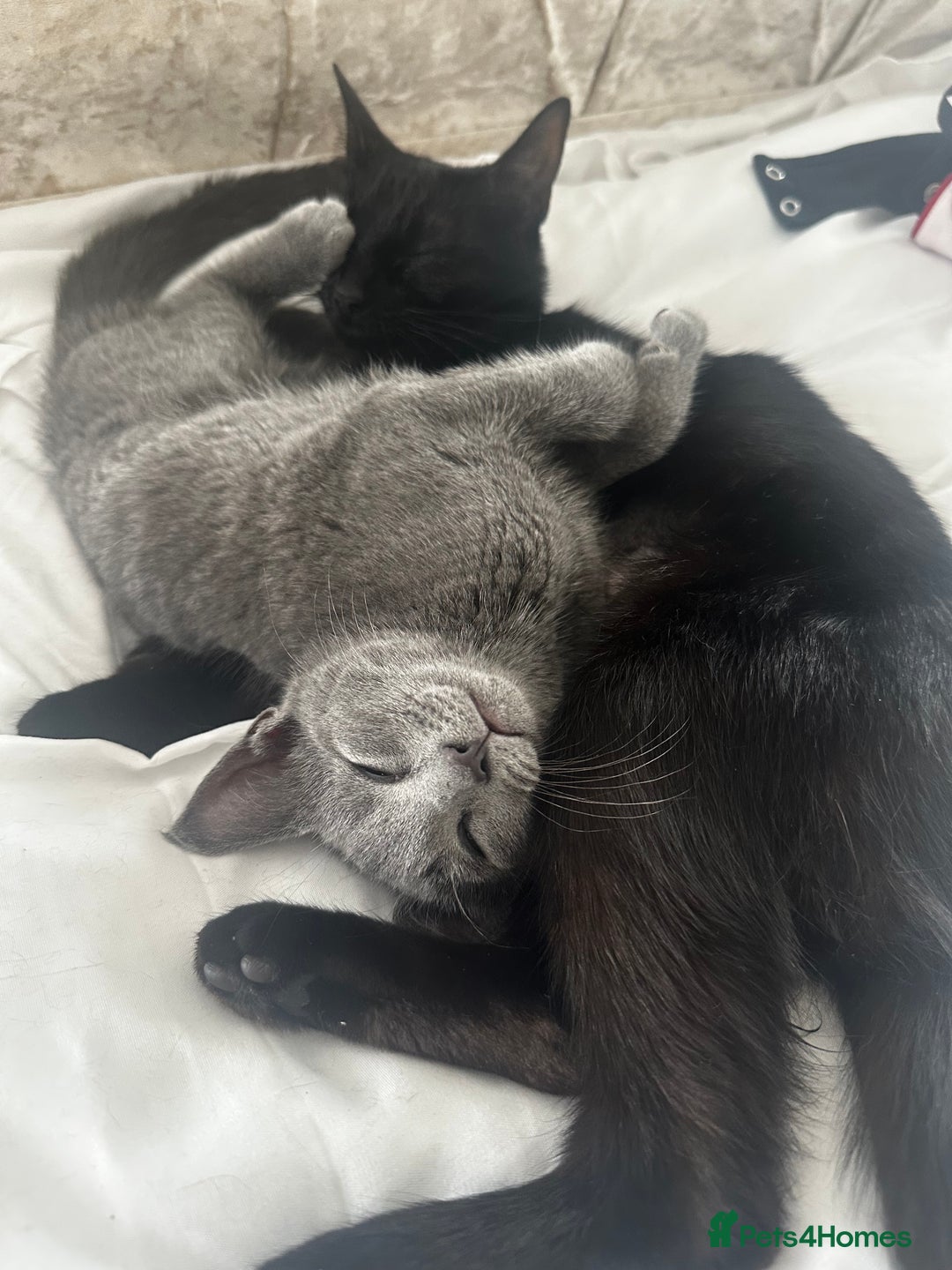 Mixed Breed cats for sale: Daisy and Derek - Advert 3