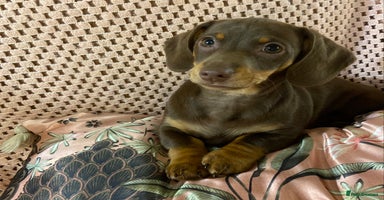Miniature Dachshund dogs Miniature Dachshund puppies for sale  - Advert 5