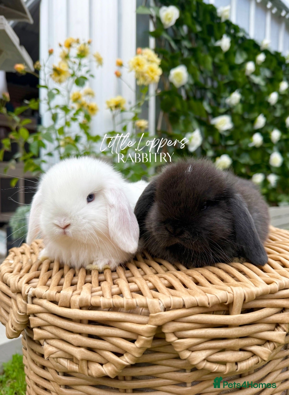 Mini Lop rabbits One Male One Female Mini Lop Babies to reserve now - Advert 3