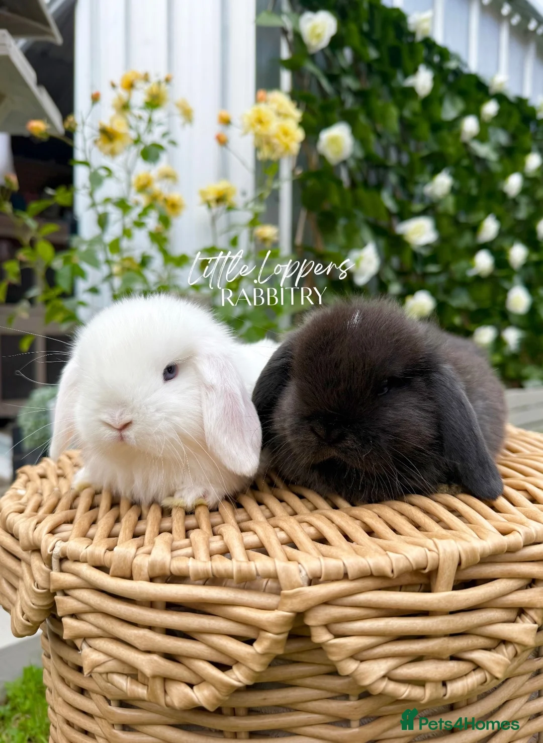 Mini Lop rabbits for sale: One Male One Female Mini Lop Babies to reserve now - Advert 1