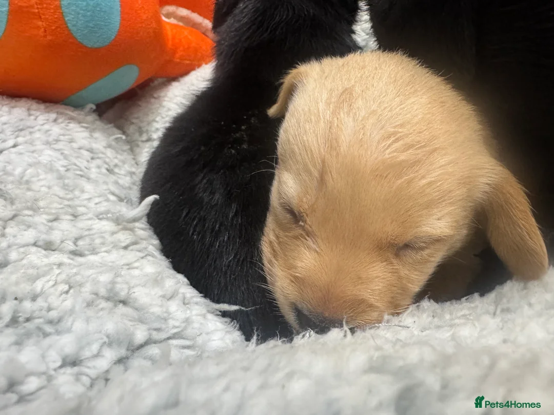 Labrador Retriever dogs for sale: KC Reg Labrador Puppies  - Advert 2