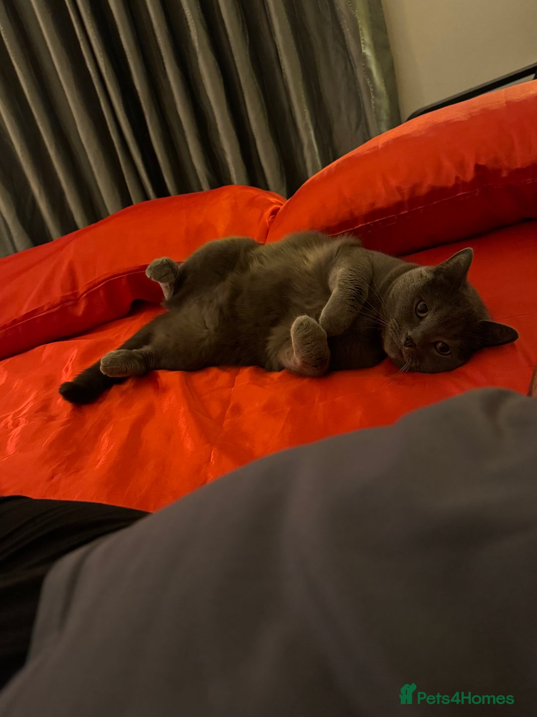 British Shorthair cats for sale: Miss CoCo  - Advert 5