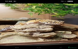 Gecko reptiles for sale: Leopard gecko with full set up - Image 3