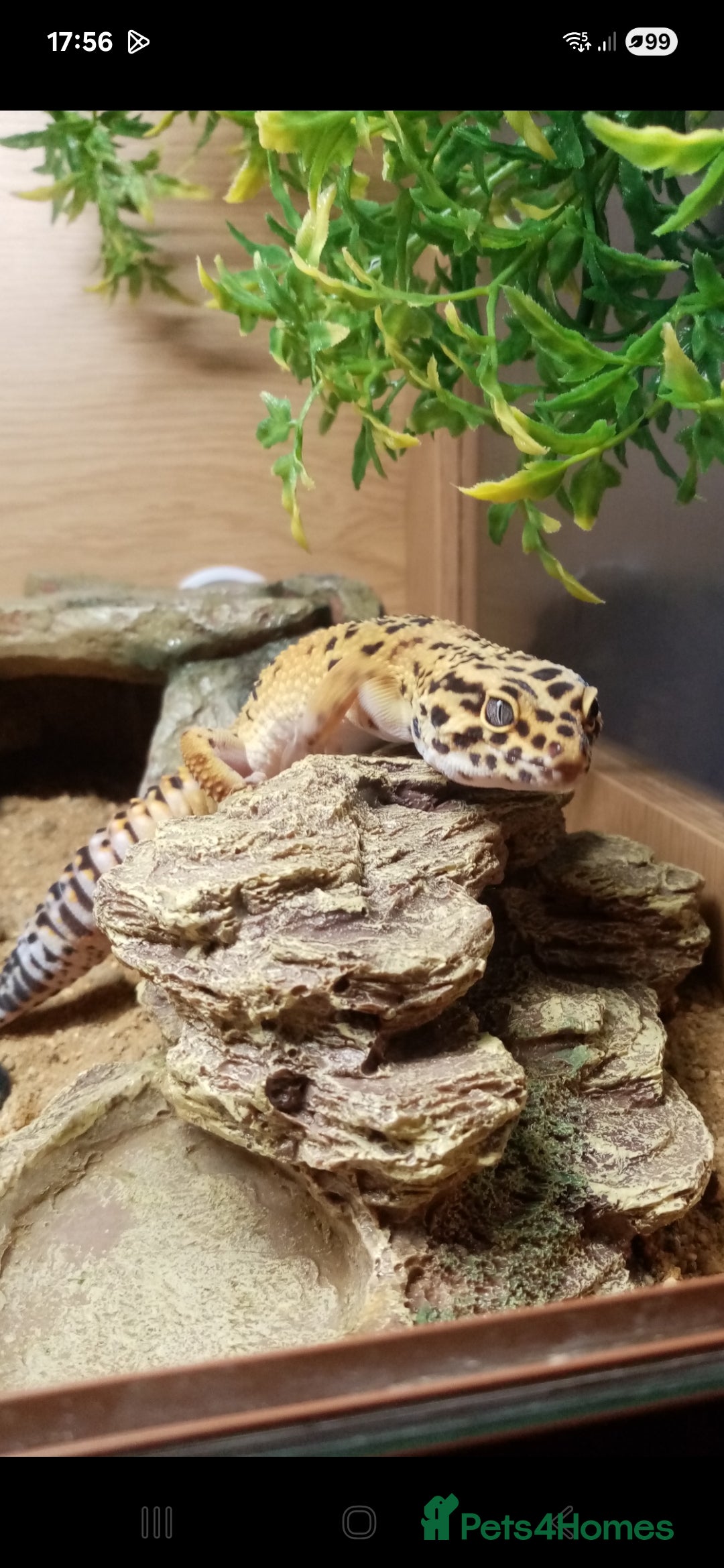 Gecko reptiles for sale: Leopard gecko with full set up - Image 3