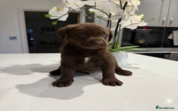 Labrador Retriever dogs for sale: Adorable chunky chocolate Labrador puppies  - Image 3