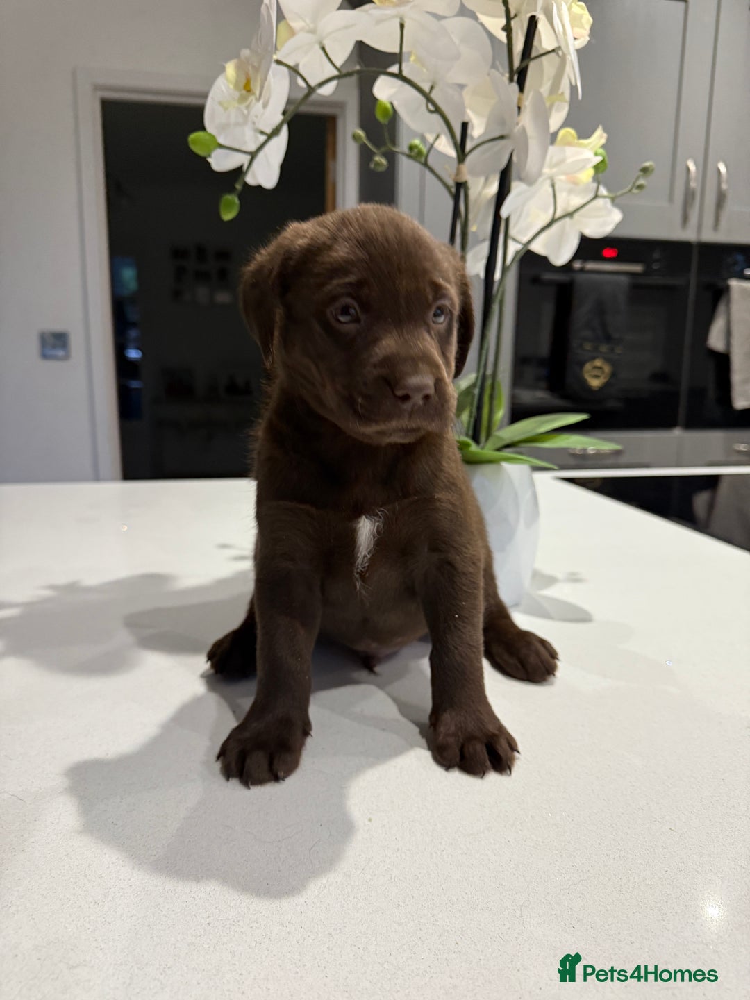 Labrador Retriever dogs for sale: Adorable chunky chocolate Labrador puppies  - Image 3