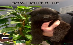 German Shepherd dogs for sale: Adorable German Shepherd Pups - Advert 14