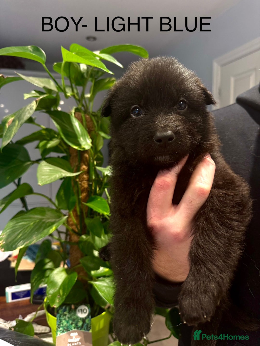 German Shepherd dogs for sale: Adorable German Shepherd Pups - Advert 14