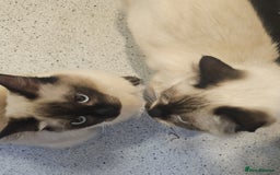 Ragdoll cats for sale: Two beautiful 5 month old Ragdoll kittens for sale - Advert 8