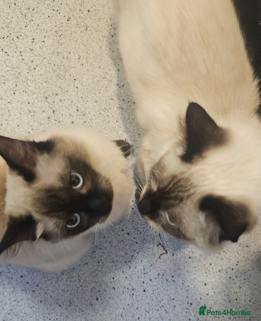 Ragdoll cats for sale: Two beautiful 5 month old Ragdoll kittens for sale - Advert 8