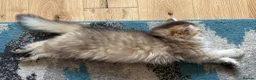 British Longhair cats for sale: GCCF reg Golden British Longhair/Shorthair Kittens - Advert 8