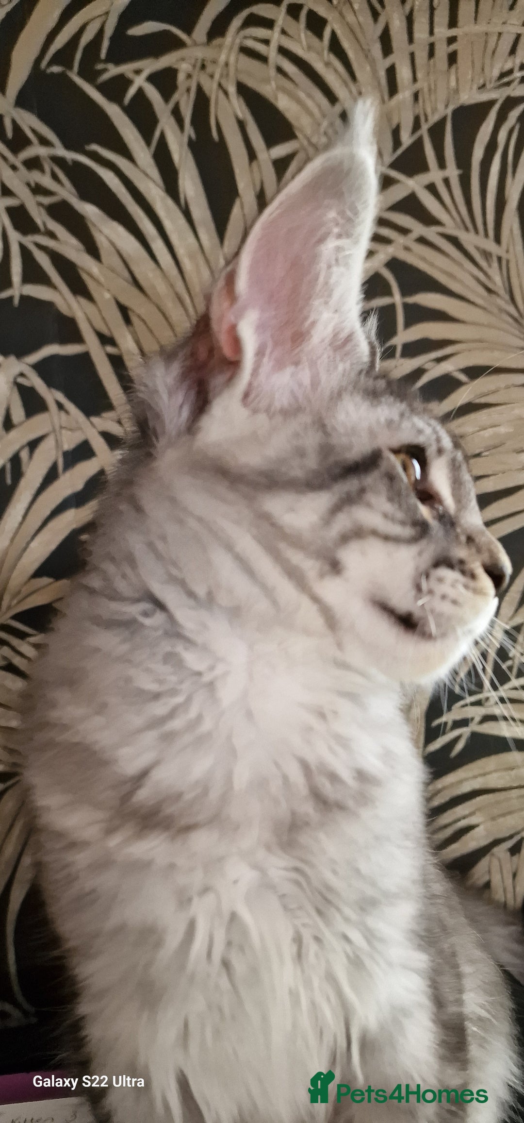 Maine Coon cats for sale: Pure Maine coon - Image 6