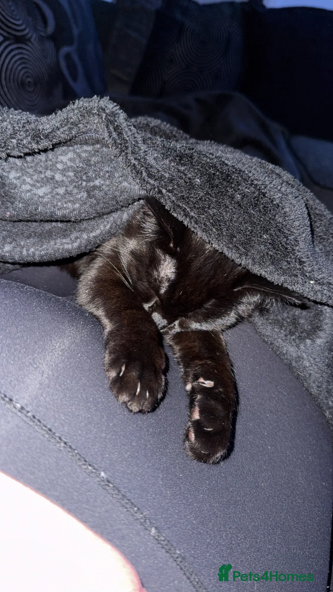 Mixed Breed cats for sale: Female kitten  in Southampton - Advert 2