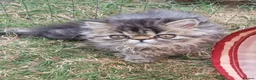 Persian cats for sale: Last GCCF registered persian kitten  - Advert 5