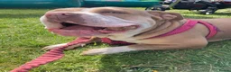 Mixed Breed dogs for sale: Trixie  in Rugby - Advert 1