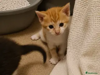 Mixed Breed cats 3 Beautiful little kittens - Advert 1