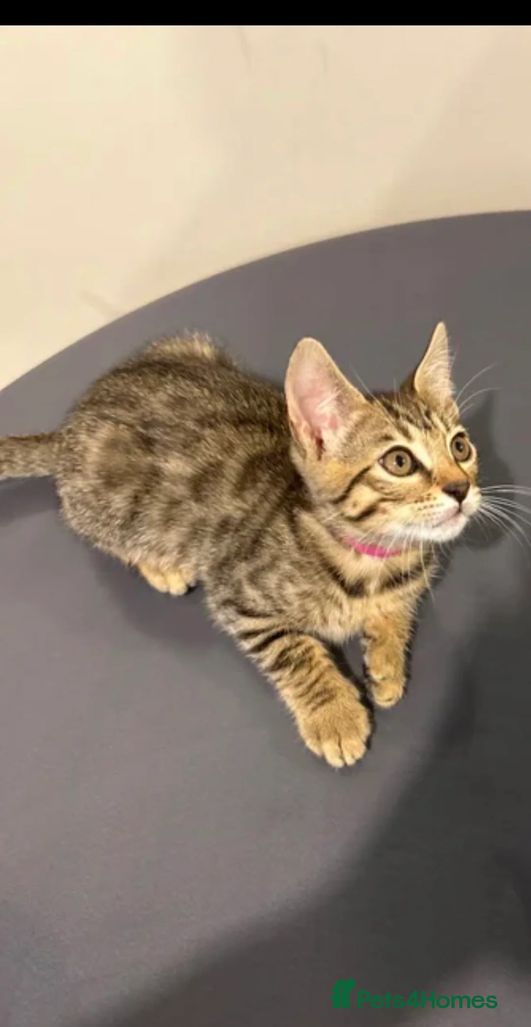 Bengal cats for sale: Bengal X - Advert 2