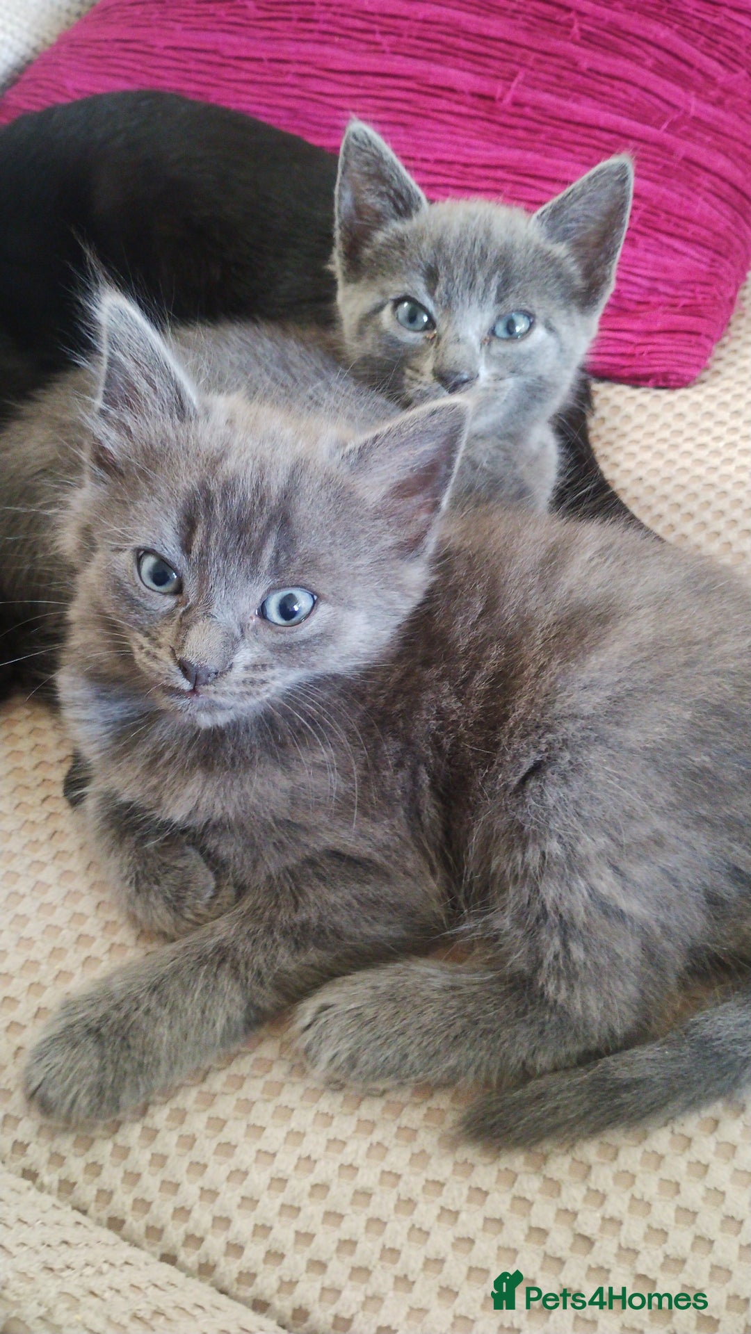 Mixed Breed cats for sale: Kittens * Just one black female now * - Image 9